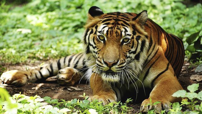 pemburu harimau