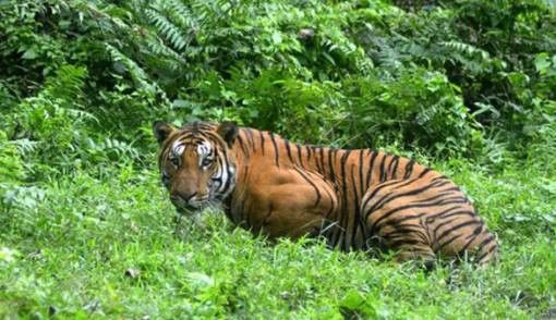 pemburu harimau
