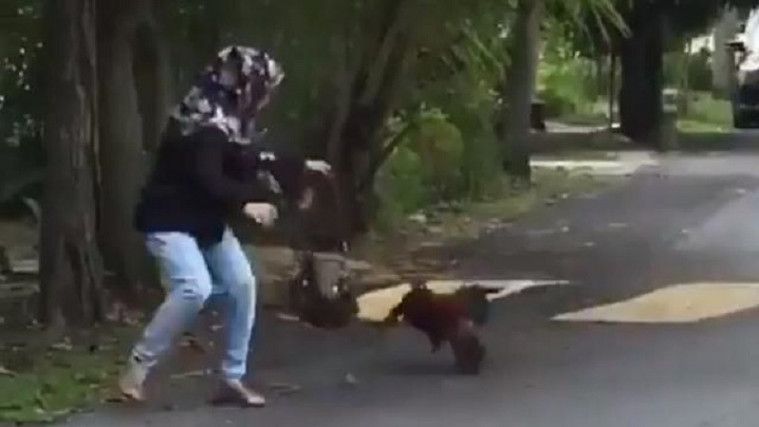 Ilustrasi dikejar ayam