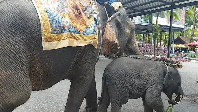 Bayi gajah pingsan