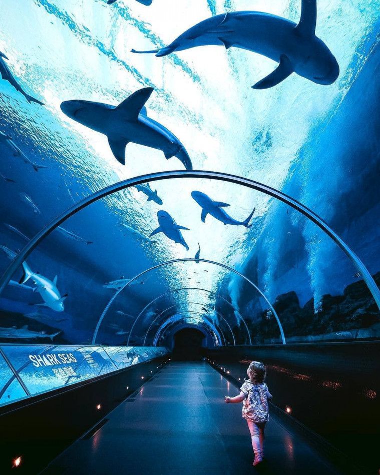 Tempat Wisata Sea Aquarium Singapore