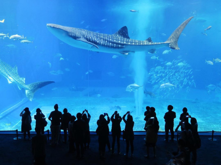 wisata aquarium terbaik