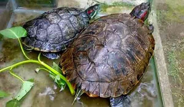 kepala dinas