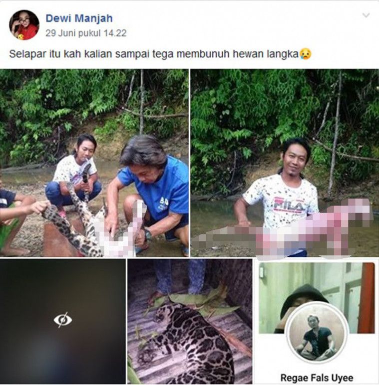 Viral Sekumpulan Pria Pamer Kuliti Macan  Langka Tuai Kecaman