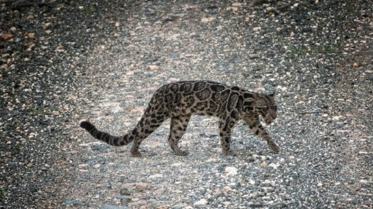 warga saat kuliti macan dahan