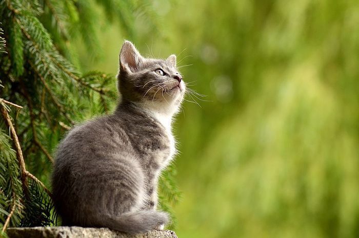 Wanita lempar kucing