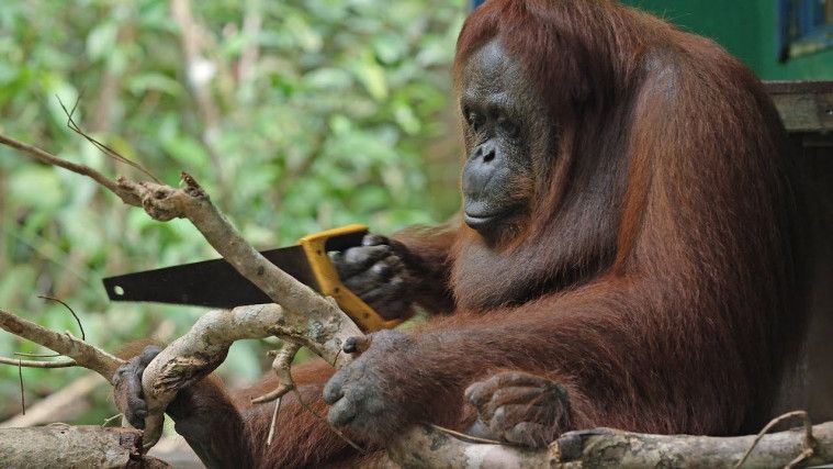 Momen Langka! Orangutan Gunakan Tombak untuk Tangkap Ikan