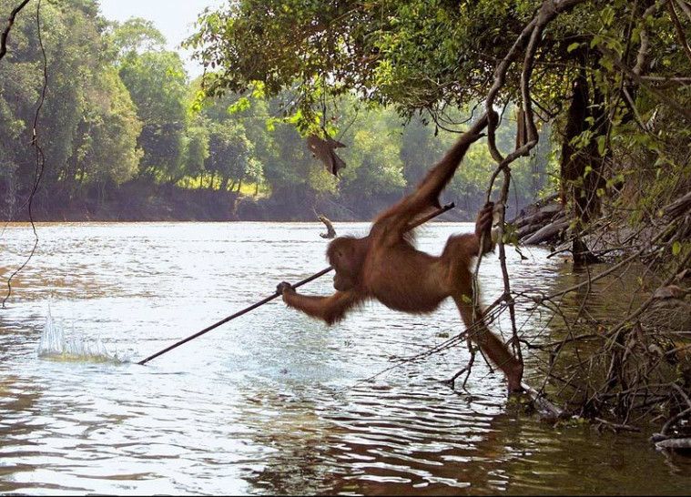 Seekor Orangutan di Kalimantan Tertangkap Kamera Gunakan Alat Mirip Tombak untuk Menangkap Ikan