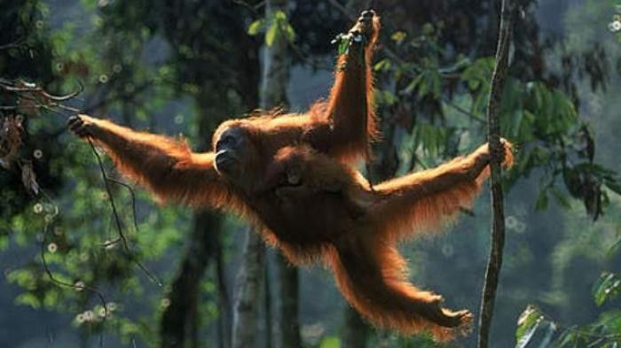Seekor Orangutan di Kalimantan Tertangkap Kamera Gunakan Alat Mirip Tombak untuk Menangkap Ikan
