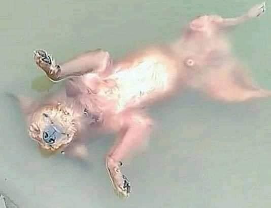 Anjing ngeprank