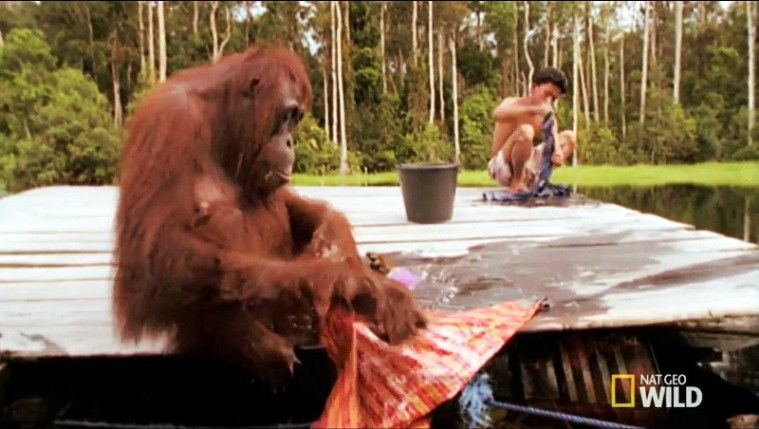 Orangutan mencuci pakaian.