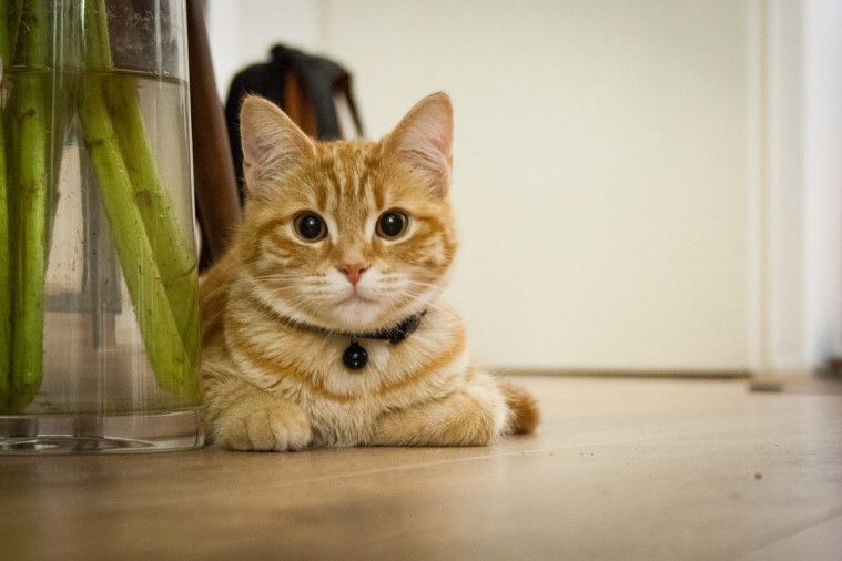 Cara Mengusir Tikus