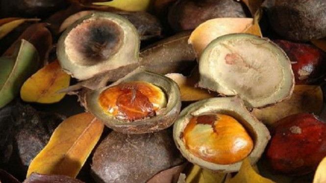 Cara Mengusir Tikus