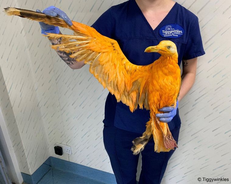 Burung kena kuah kari
