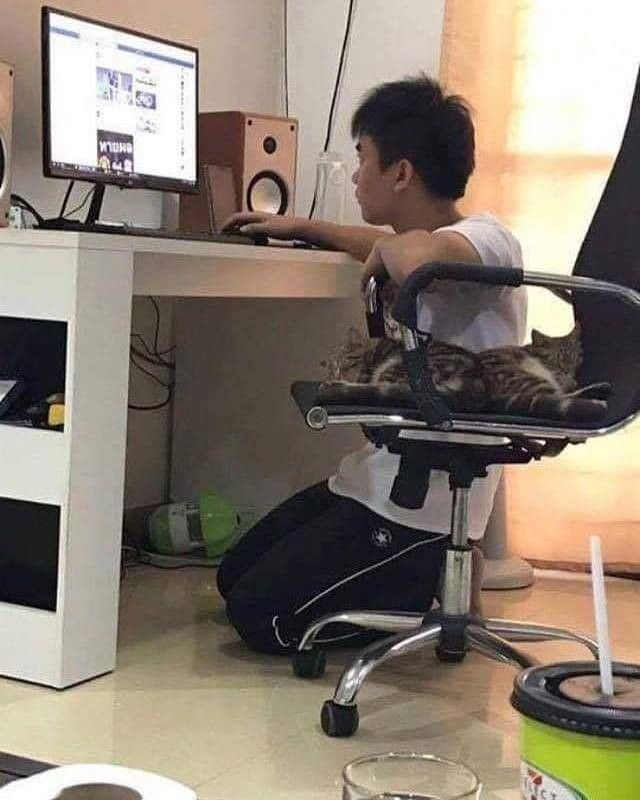 Relakan kursi demi kucing