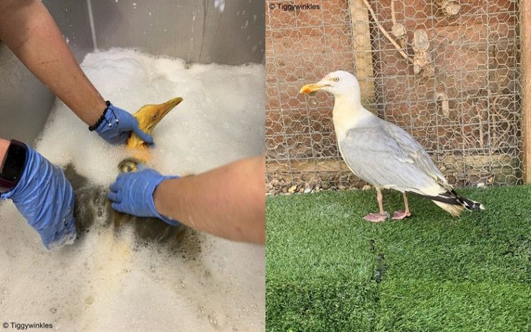 Burung kena kuah kari