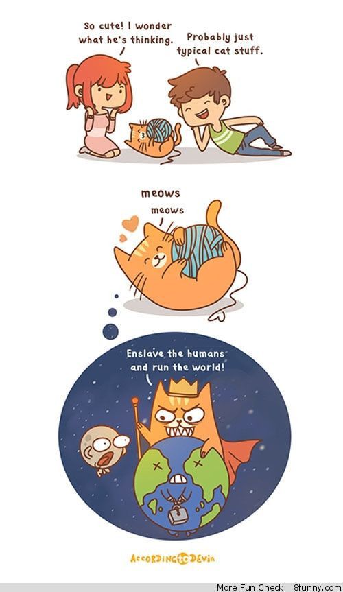 Rencana kucing
