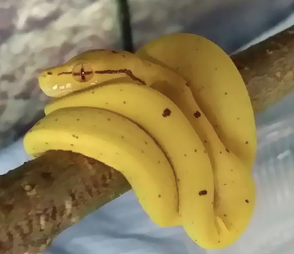 benda mirip makanan