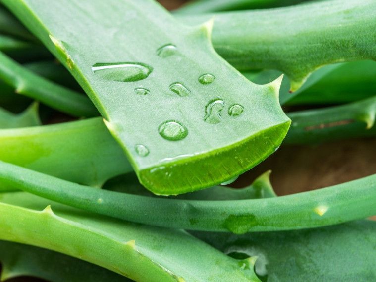 Manfaat Lidah Buaya untuk Kecantikan