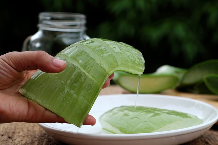 Manfaat Lidah Buaya untuk Kecantikan