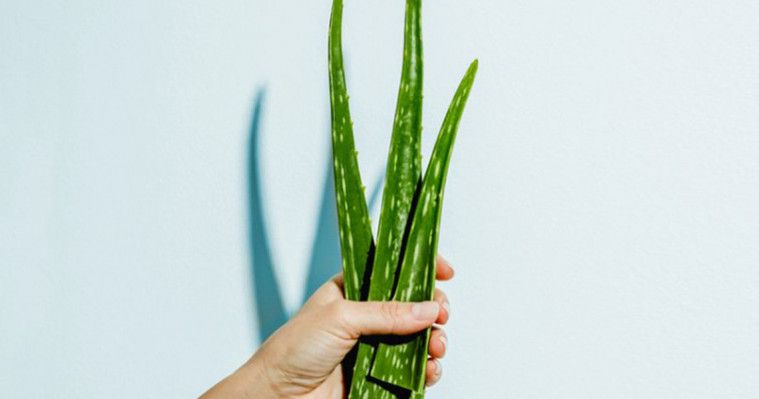 Manfaat Lidah Buaya untuk Kecantikan