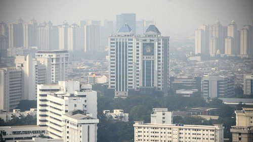 Tanaman lidah mertua