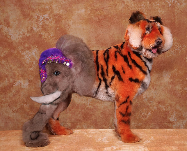 gaya cukur lucu anjing