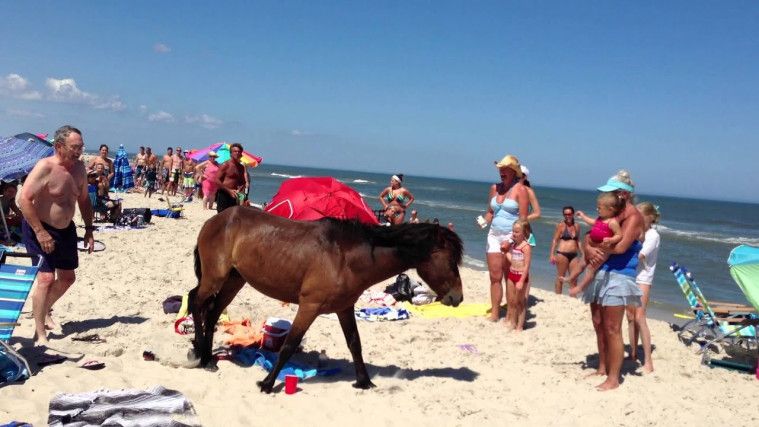 Kuda liar di Assateague Island