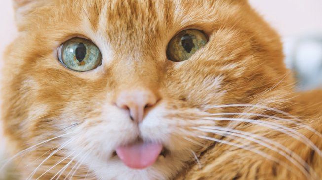 Disebut Dalami Ilmu Hitam, Viral Video Seorang Pria Makan Kucing Hidup-Hidup