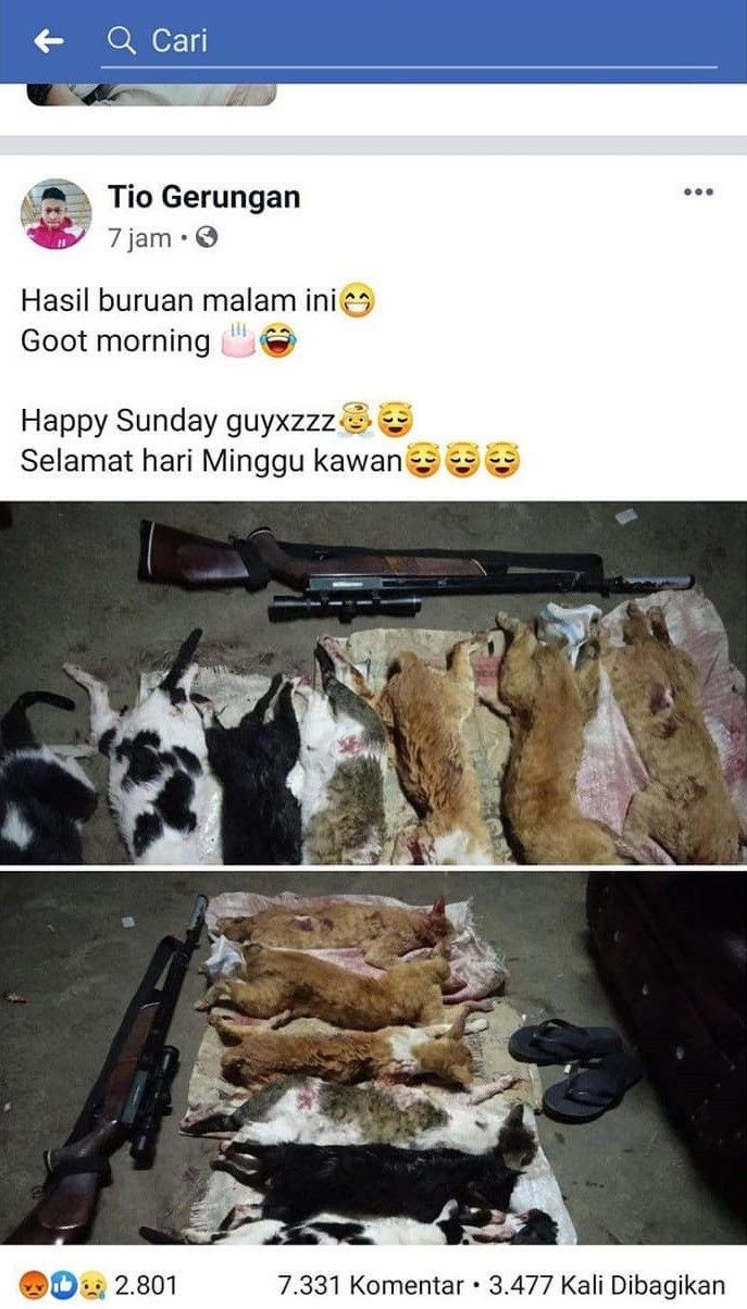 Sadis! Pria Ini Tembaki Kucing Sebagai Hiburan