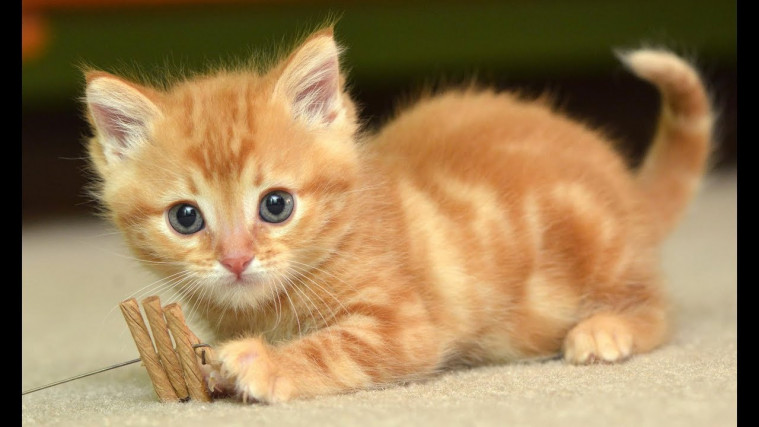 Ngeri Viral Video Pria Makan Kucing Hidup Hidup