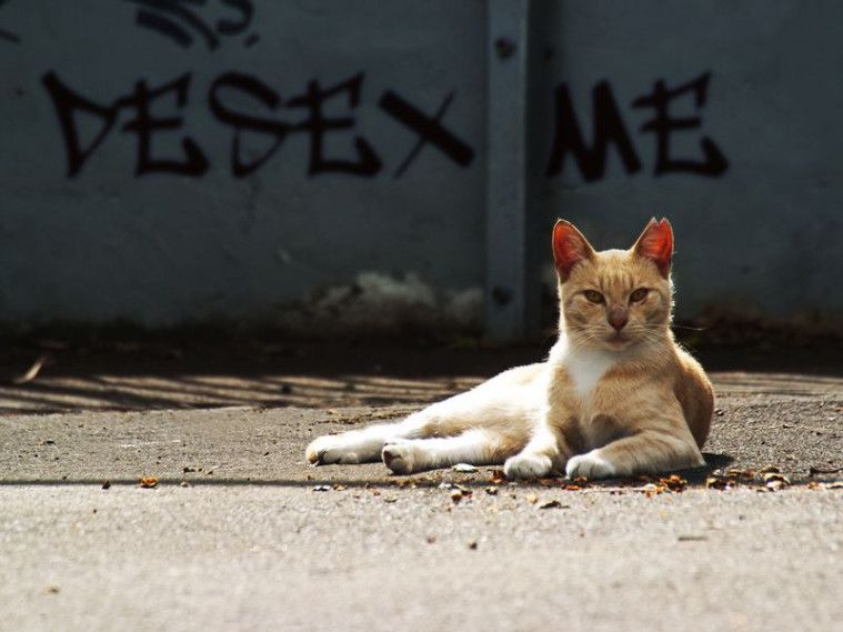 kucing