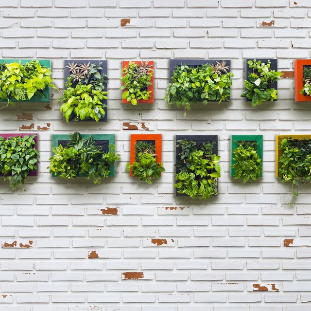 Vertical Garden