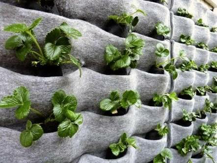 Vertical Garden