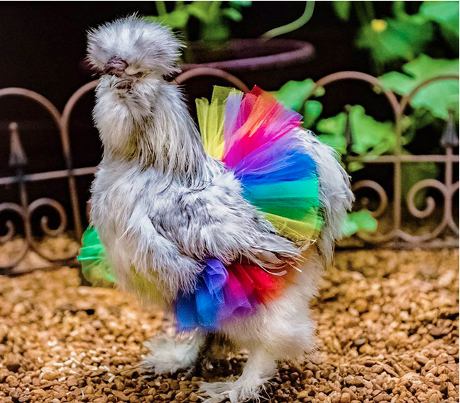 Ayam dengan rok tutu