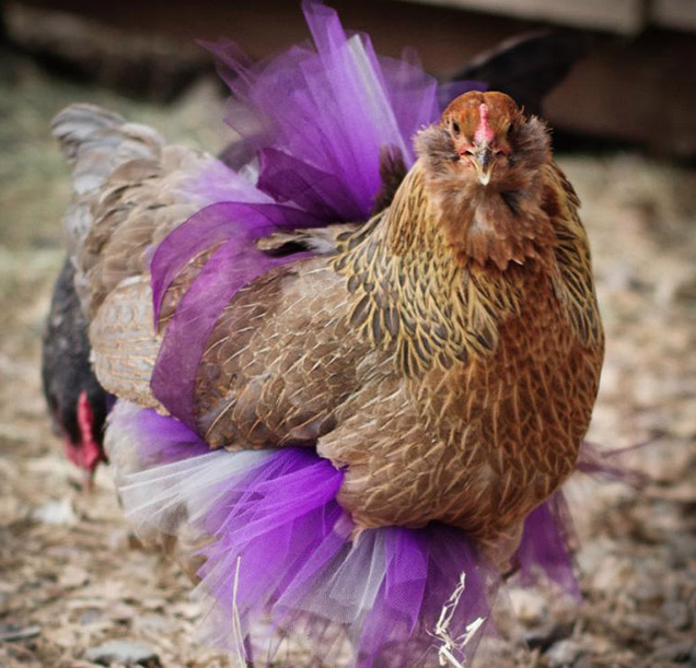 Ayam dengan rok tutu