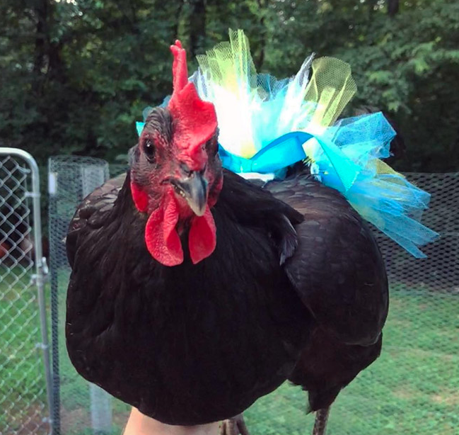 Ayam dengan rok tutu
