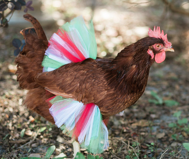 Ayam dengan rok tutu