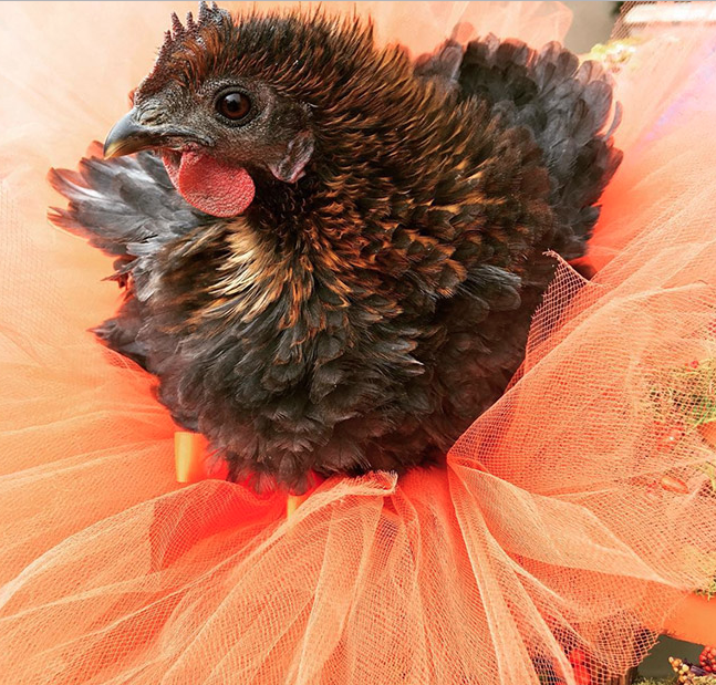 Ayam dengan rok tutu