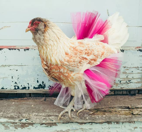 Kocak 12 Ayam Ini Terlihat Seperti Balerina dengan Rok Tutu