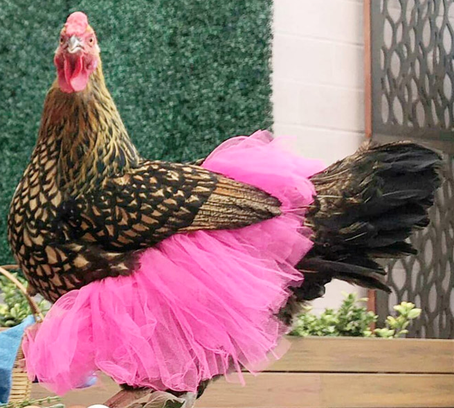 Ayam dengan rok tutu
