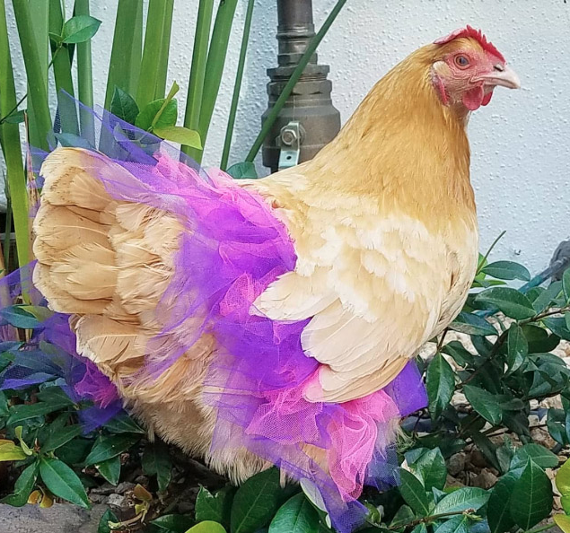 Ayam dengan rok tutu