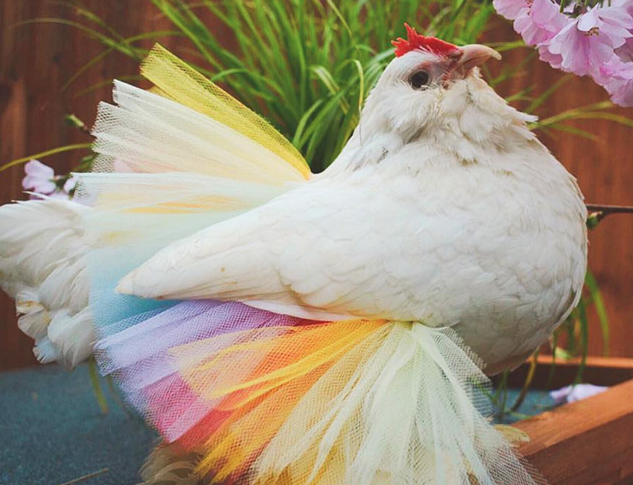 Ayam dengan rok tutu