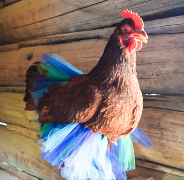 Ayam dengan rok tutu