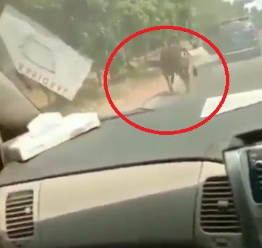 sapi menabrak pengendara motor