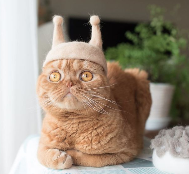 Topi Kocak untuk Kucing Kamu