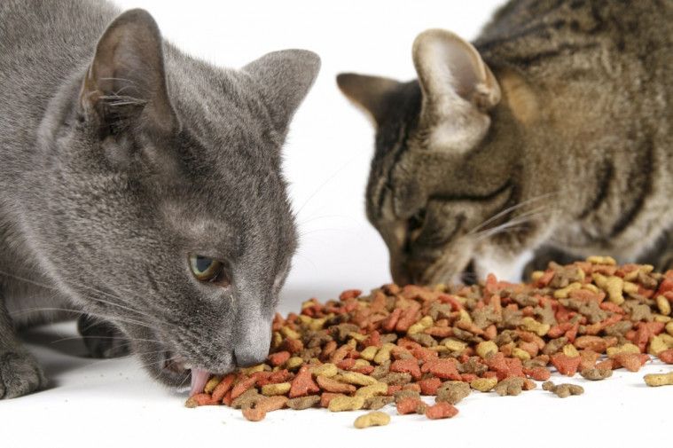 Makanan kucing dari tempe dan ikan
