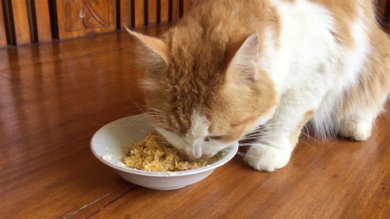 Makanan Untuk Kucing Buatan Sendiri