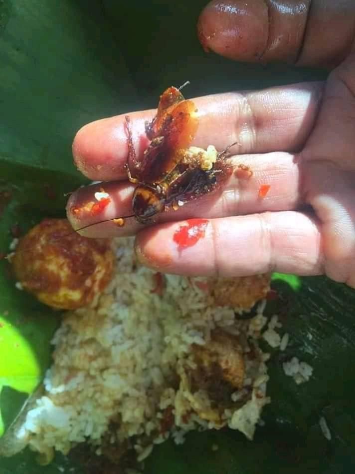 kecoak tercampur didalam nasi bungkus