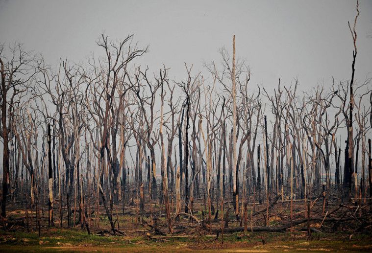 Kebakaran di hutan Amazon